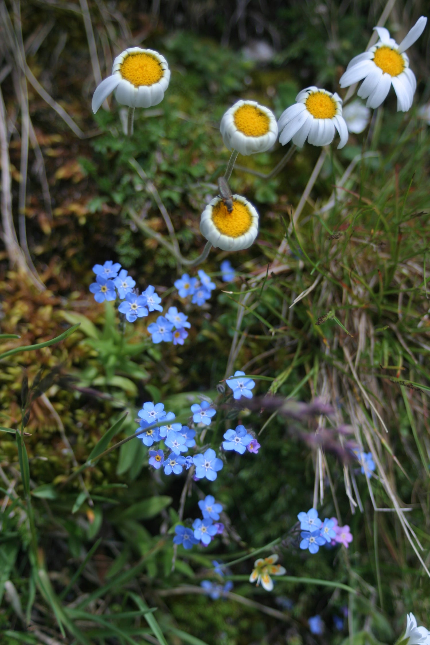 Flowers including blue forget-me-nots and white daisies on a grassy background