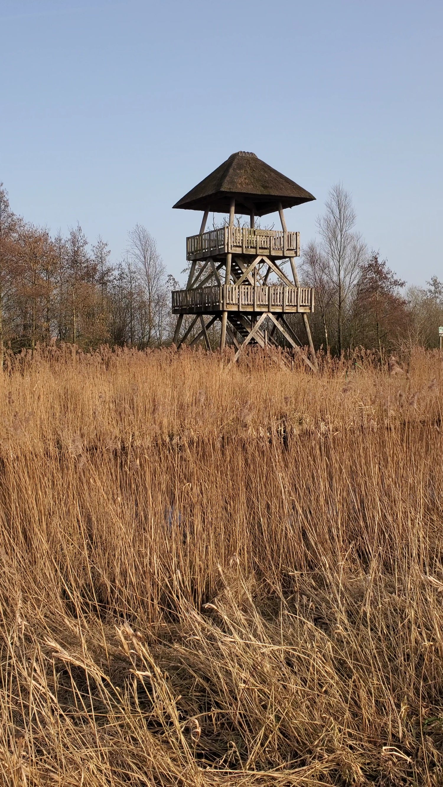 Wooden observation tower in a field of tall brown grass with a clear blue sky.